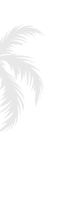 bg-vector